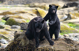 Bears